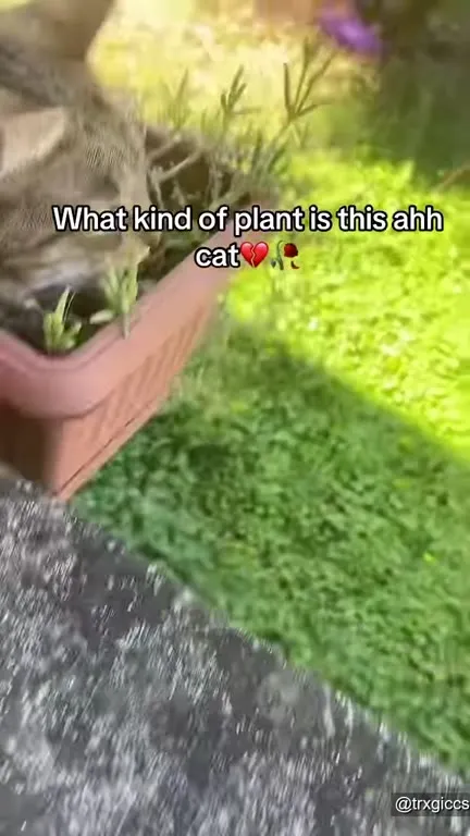 What Kind of Plant Is This Cat