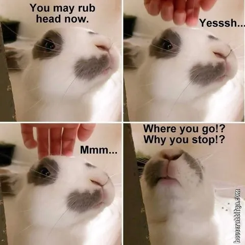 Cat Wants More Head Rubs
