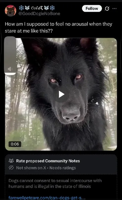 Black Wolf Staring Seductively