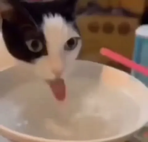 Удивлённый кот в миске