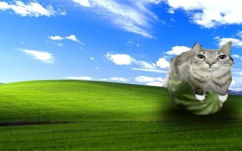 Кот на фоне Windows XP