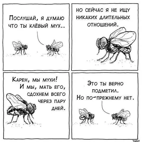 Мухи не ищут отношений