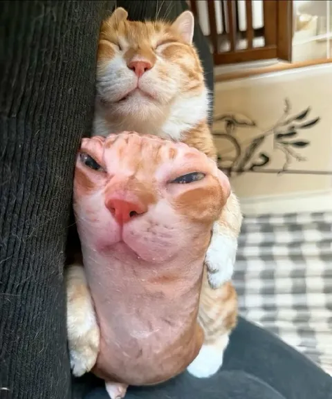 Кот обнимает лысого кота