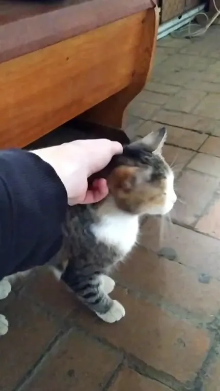 Кот, которого внезапно бросили
