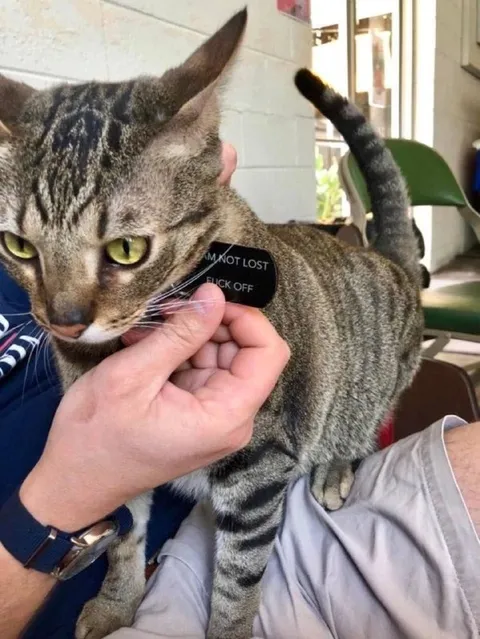 Cat Says Fuck Off
