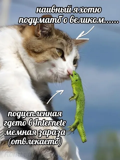 Кот отвлёкся на ящерицу