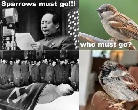 Sparrows Must Go