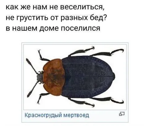 Красногрудый мертвоед в доме