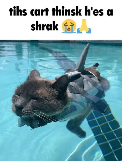 Cat Thinks He’s a Shark