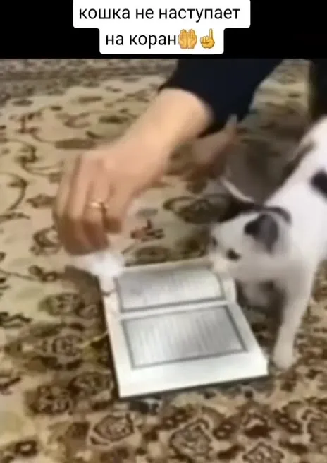 Кошка не наступает на Коран