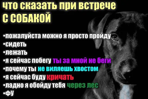 Что сказать при встрече с собакой