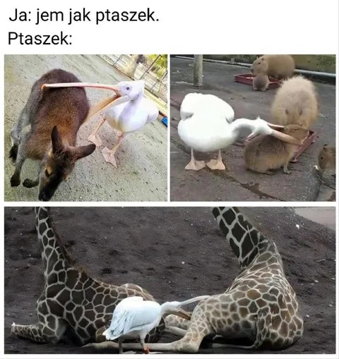 Ptasi przyjaciel każdego zwierzęcia