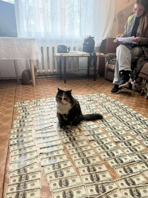 Кот на поле из долларов