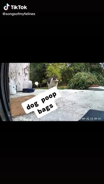Cat Steals Things from Neighbors
