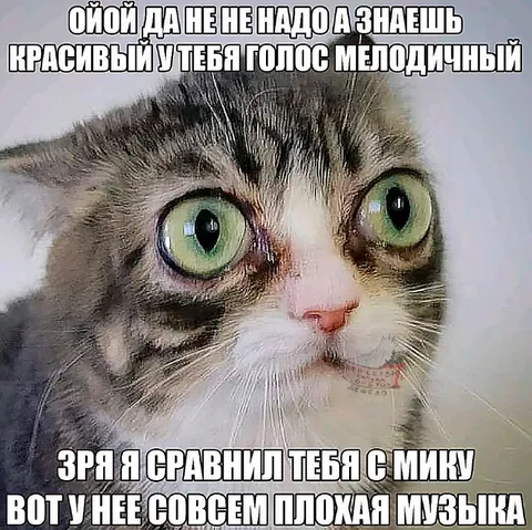 Кошка с мелодичным голосом