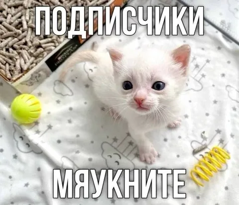 Котёнок просит мяукнуть