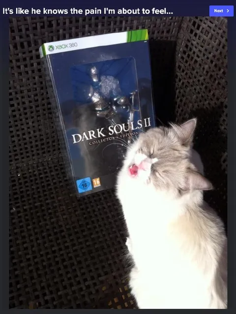 Cat Senses Dark Souls Pain
