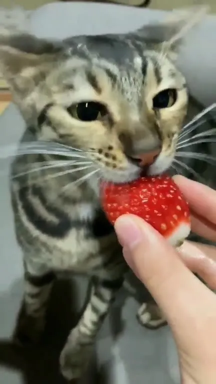 Кот облизывает клубнику