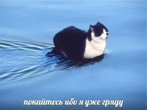 Кот грядёт по воде