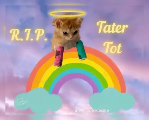 R.I.P. Tater Tot Cat
