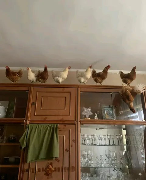 Куры на шкафу и олень