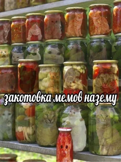 Коты в банках на полке