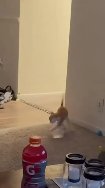 Котёнок пугает чёрного кота