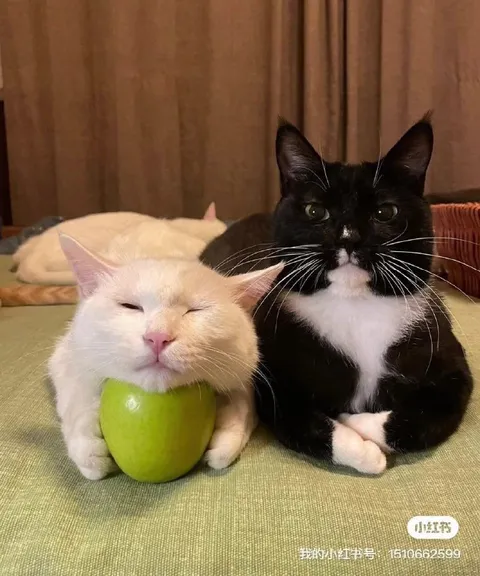 Кот с яблоком и строгий кот