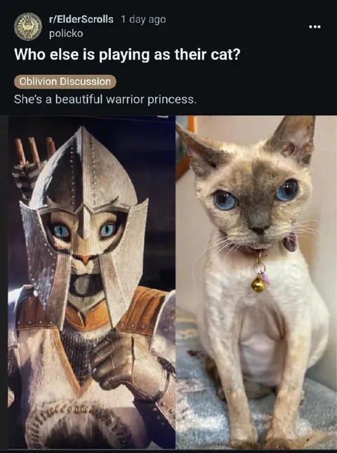 Warrior Princess Cat