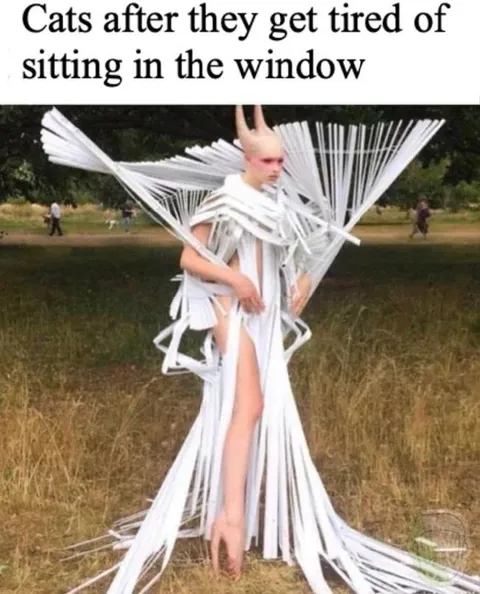 Cats Get Tired of Windows