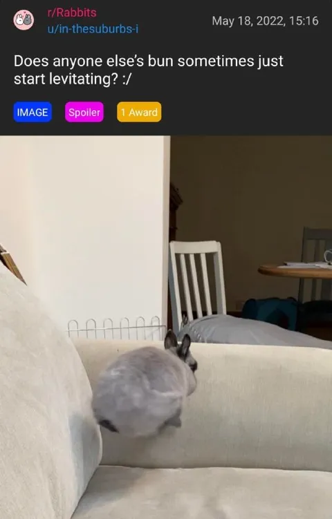 Levitation Bunny on the Couch