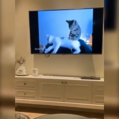Кот переключился на кресло