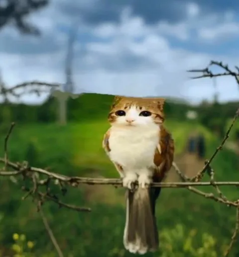 Кот-сова на ветке