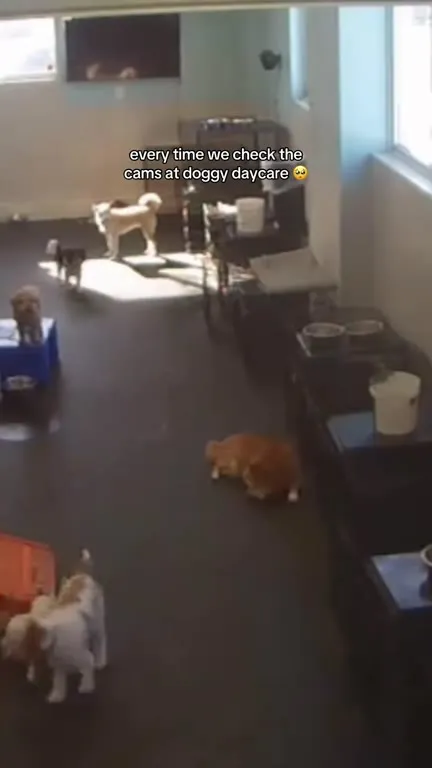 Cat at Doggy Daycare