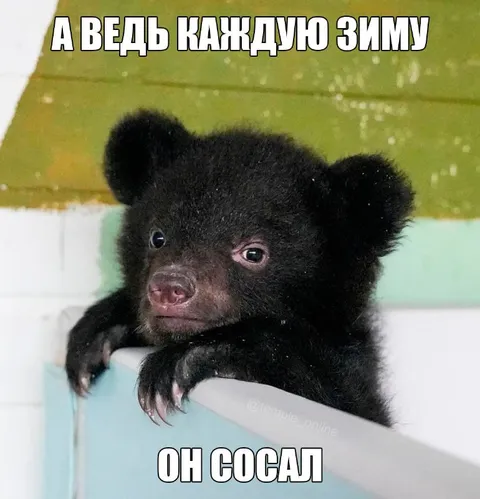 Медвежонок и зимняя спячка