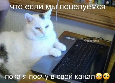Кот целует свой канал