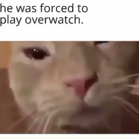 Cat Forced to Play Overwatch