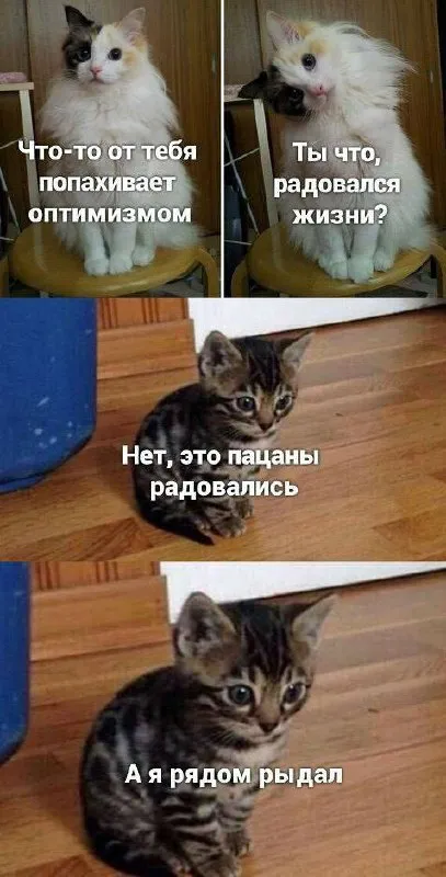 Котята радуются жизни