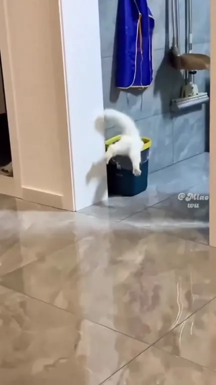 Котята под музыку канкана