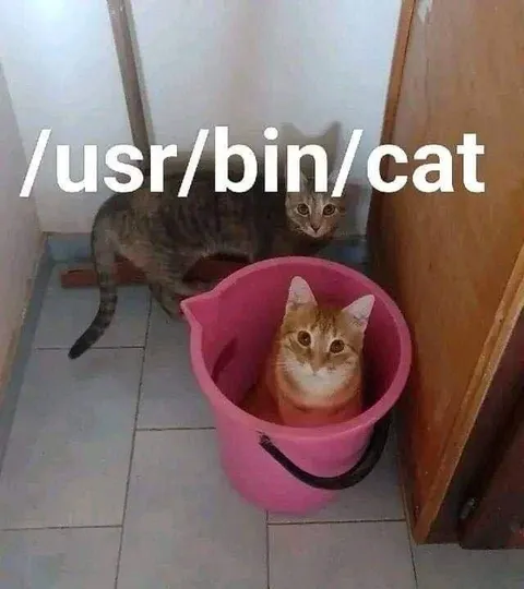 The /usr/bin/cat Command