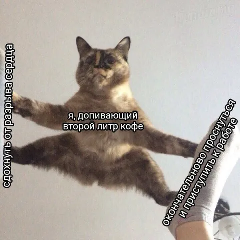 Кот после второго литра кофе