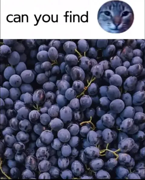 Can You Find the Cat?