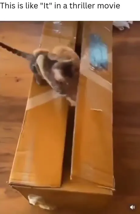 Cats in a Thriller Movie