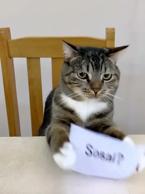 Sosal? Cat Holds a Sign