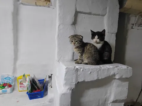 Коты на печной полке