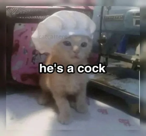 Cat Wearing a White Cap