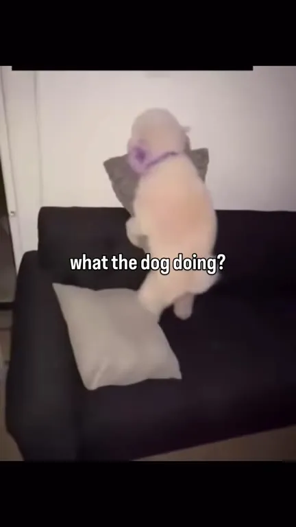 What the Dog Doing? Party Cutaway