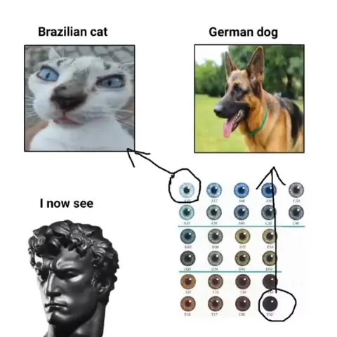 Brazilian Cat, German Dog, I Now See