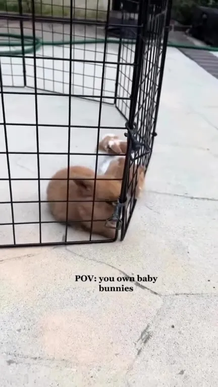 Baby Bunnies Escape Their Pen