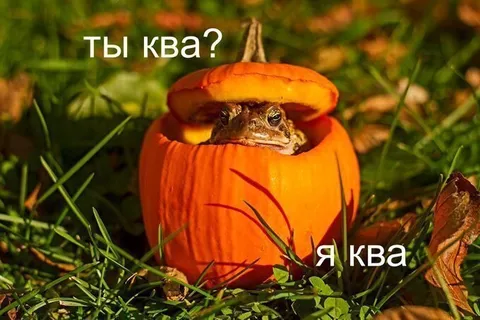 Ты ква? Я ква